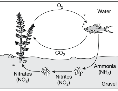 <p>The figure shows a model of the exchange of matter between the organisms that live together in an aquarium. The model includes matter exchange between plants, fish, and bacteria. The bacteria are represented as rod-shaped organisms living in the gravel at the bottom of the aquarium.</p><p>A) The carbon dioxide molecules released by the fish are converted by the bacteria to oxygen atoms, which are used by the plants to make water molecules.</p><p>B) The oxygen molecules released by the fish are converted by the bacteria to ammonia molecules, which are used by the plants to make lipids and fatty acids.</p><p>C) The nitrites released by the fish are converted by the bacteria to carbon dioxide molecules, which<strong> </strong>are used by the plants to make carbohydrates.</p><p>D) The ammonia molecules released by the fish are converted by the bacteria to nitrates, which are used by the plants to make proteins and nucleic acids.<br></p>