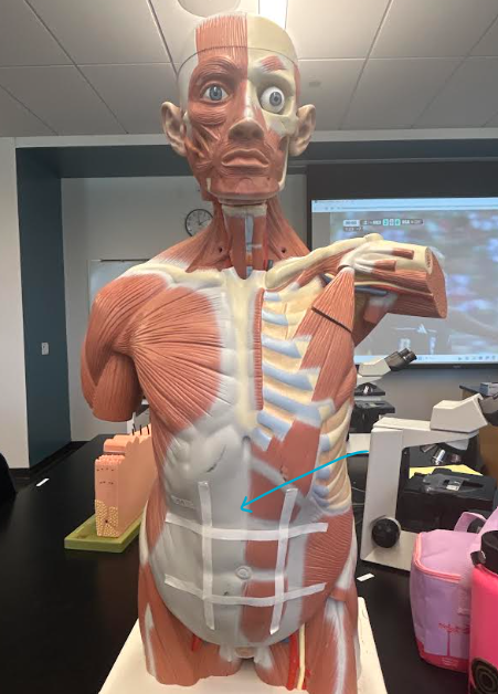 <p>ID abdominopelvic region</p>