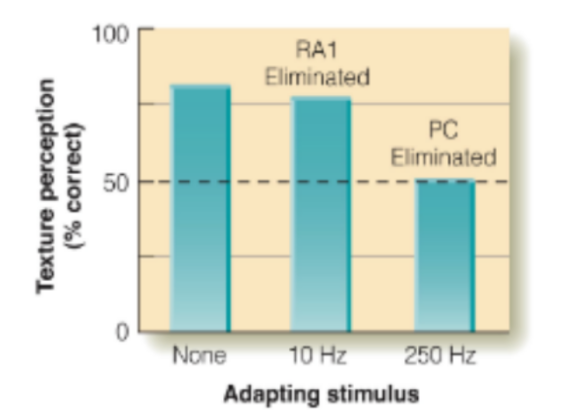 <p><u>for perceiving texture</u></p><p>explain experiment in the picture for perception of texture w/ results</p>