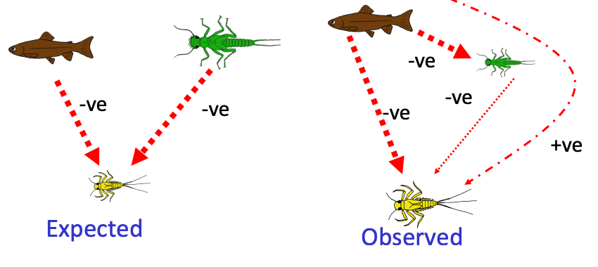 <p>Trout feeding on stoneflies, having an indirect positive effect on mayflies</p>