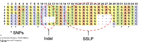 <p>Mutations affecting one to a few nucleotides</p><ul><li><p><span style="color: rgb(0, 15, 70);"><strong>Point mutation or SNP </strong>(single nucleotide polymorphisms) <strong>– </strong>affect a single nucleotide</span></p></li><li><p><span style="color: rgb(0, 15, 70);"><strong>Indels </strong>- Small insertions or deletions</span></p></li><li><p><span style="color: rgb(0, 15, 70);"><strong>Microsatellite or SSLP (</strong><em>Simple sequence length polymorphisms) - </em>a short sequence of 1-6 nucleotides with variable numbers of repeats</span></p></li></ul><p></p>