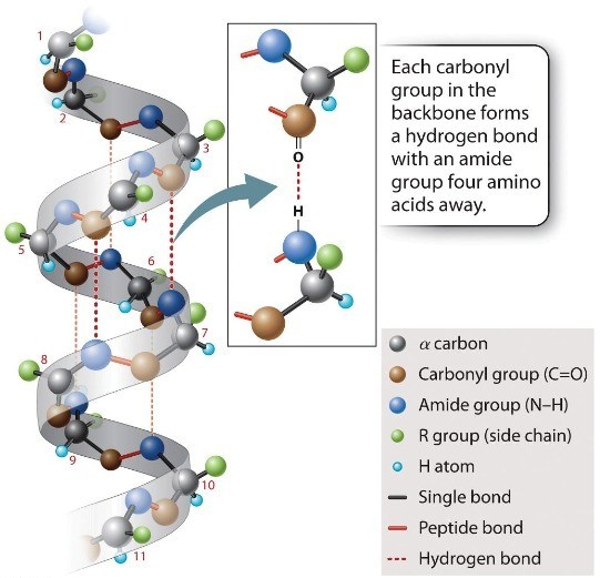 <p><span style="line-height: 107%;"><strong>Alpha helices</strong> appear as twisted cylindrical structures. The <strong>hydrogen bonds</strong> are formed between <strong>backbone atoms</strong> of amino acids that are <strong><u>close</u></strong> (4 amino acids away) in the primary structure.</span></p>