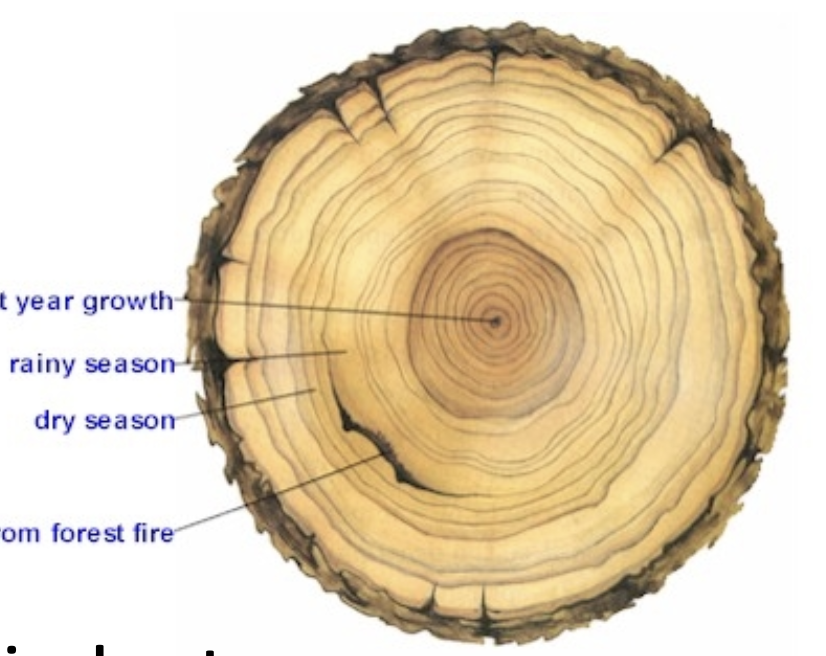 <ul><li><p><strong>wide rings</strong> indicate periods of rapid growth which occur during periods of cool and wet weather</p></li><li><p><strong>narrow wings</strong> indicate periods of slow growth when conditions were hot and dry</p></li><li><p>record only goes back a few hundred years at most</p></li></ul><p></p>