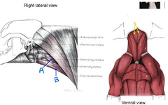 <p>What muscles are these?</p>
