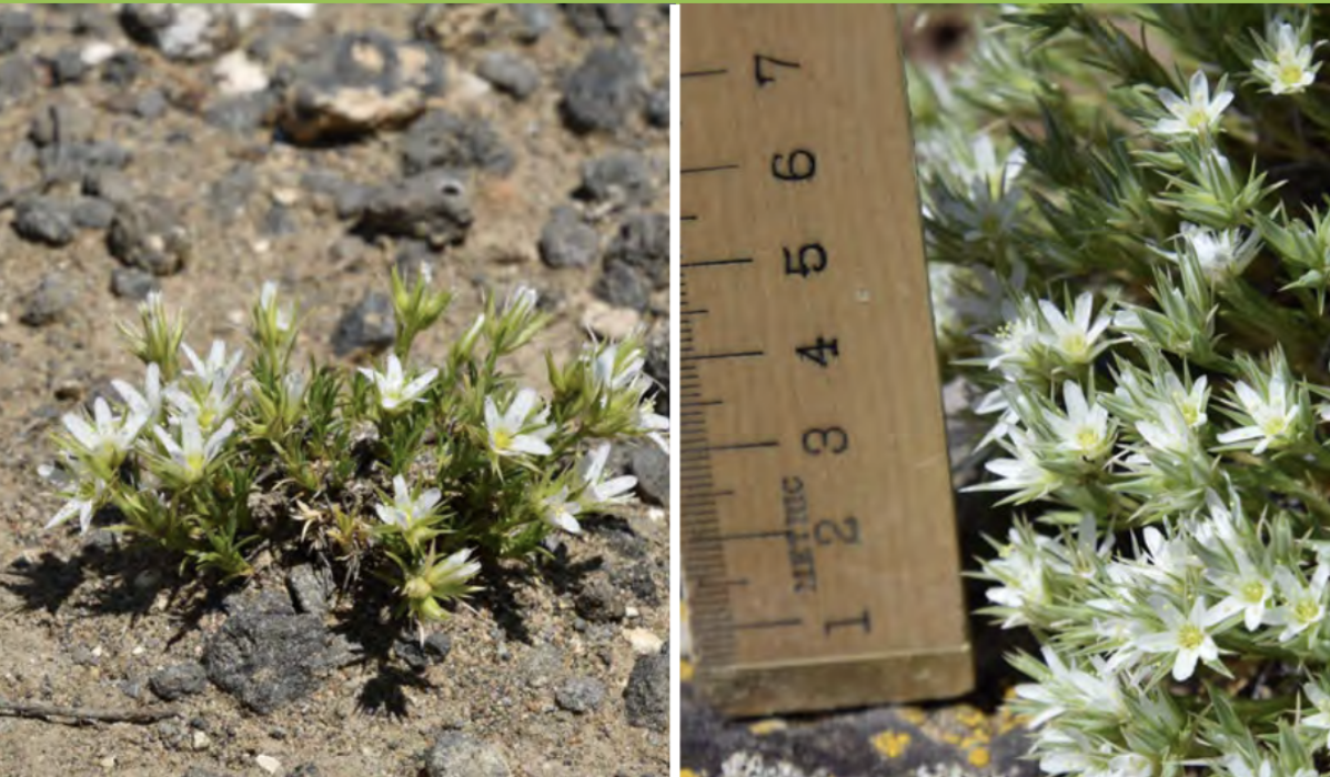 <ul><li><p>Franklin’s sandwort</p></li><li><p>Pink family</p></li></ul><p></p>