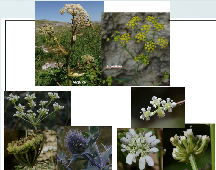 <p><span>•Kruiden, vaak aromatisch, bladeren vaak met schede en bladschijf meestal veerdelig (behalve Bupleurum, Hydrocotyle)</span></p><p><span>•<em><u>Bloeiwijzen : meest samengesteld schermen </u></em>(eindstandig, in oksel of tegenover een blad) <em><u>met omwindsels en omwindseltjes</u></em>. Zelden hoofdjes (Eryngium)</span></p><p><span>•Bloemen straalsgewijs symmetrisch, of asymmetrisch (buitenste bloemen scherm)</span></p><p><span>•Bloemen: meeste 2-slachtig, veelal wit of geel</span></p><p><span>•Kelk met 5 tanden, meestal zeer&nbsp; klein</span></p><p><span>•Kroon: 5 kleine kroonbladen <em><u>niet vergroeid</u></em></span></p><p><span>•<em><u>Meeldraden </u></em>5</span></p><p><span>•<em><u>Vruchtbladen : 2, vergroeid, onderstandig met 2 stijlen</u></em></span></p><p><span>•<em><u>Vrucht : een 2-delige splitvrucht meestal met ribben, soms sterk aromatisch</u></em></span></p>