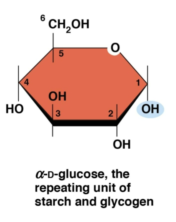 <p>hydroxyl group on the bottom, unit of starch and glycogen, energy storage</p>
