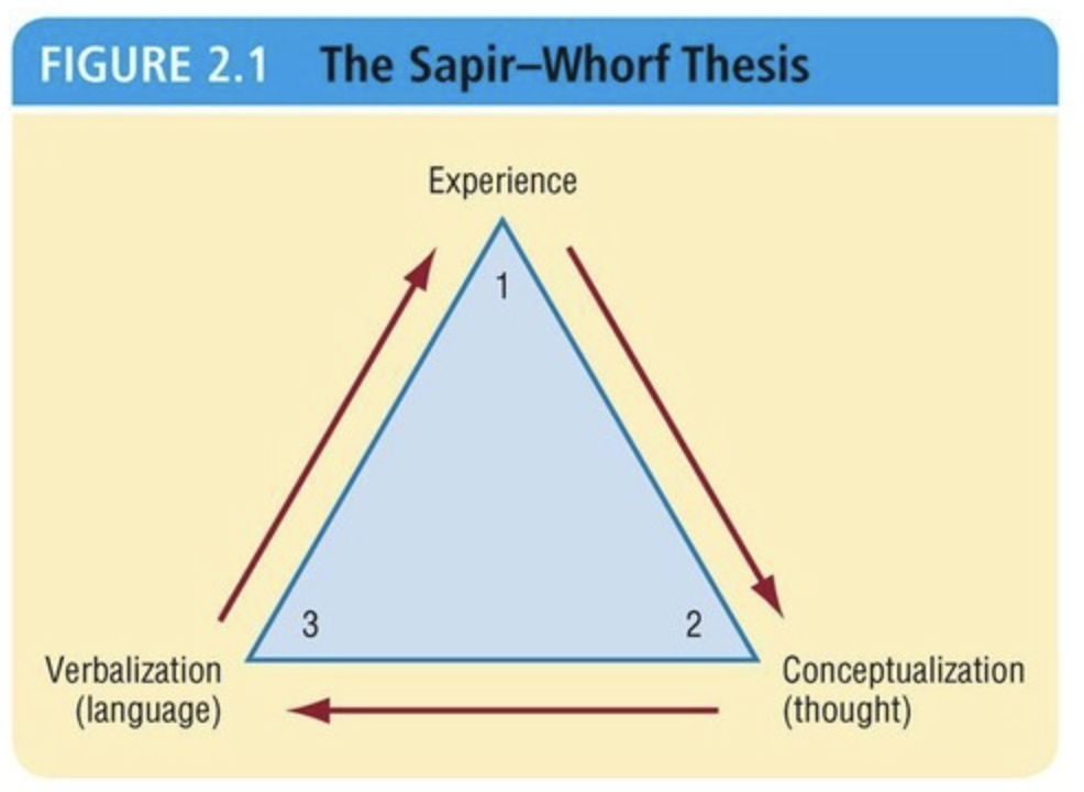 <p><span>It holds that people perceive the world through the cultural lens of language.</span></p>