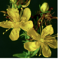 <p>botanical origin of this plant</p>