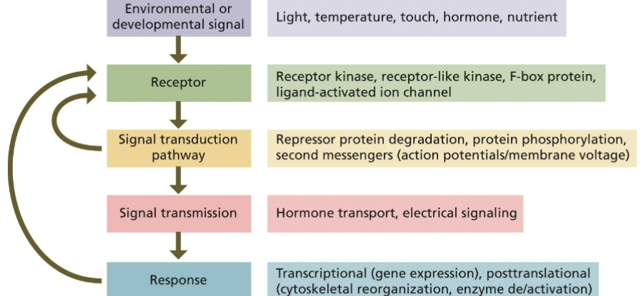<ol><li><p>perception of stimulus</p></li><li><p>transduction </p></li><li><p>response</p></li><li><p>attenuation</p></li></ol><p></p>