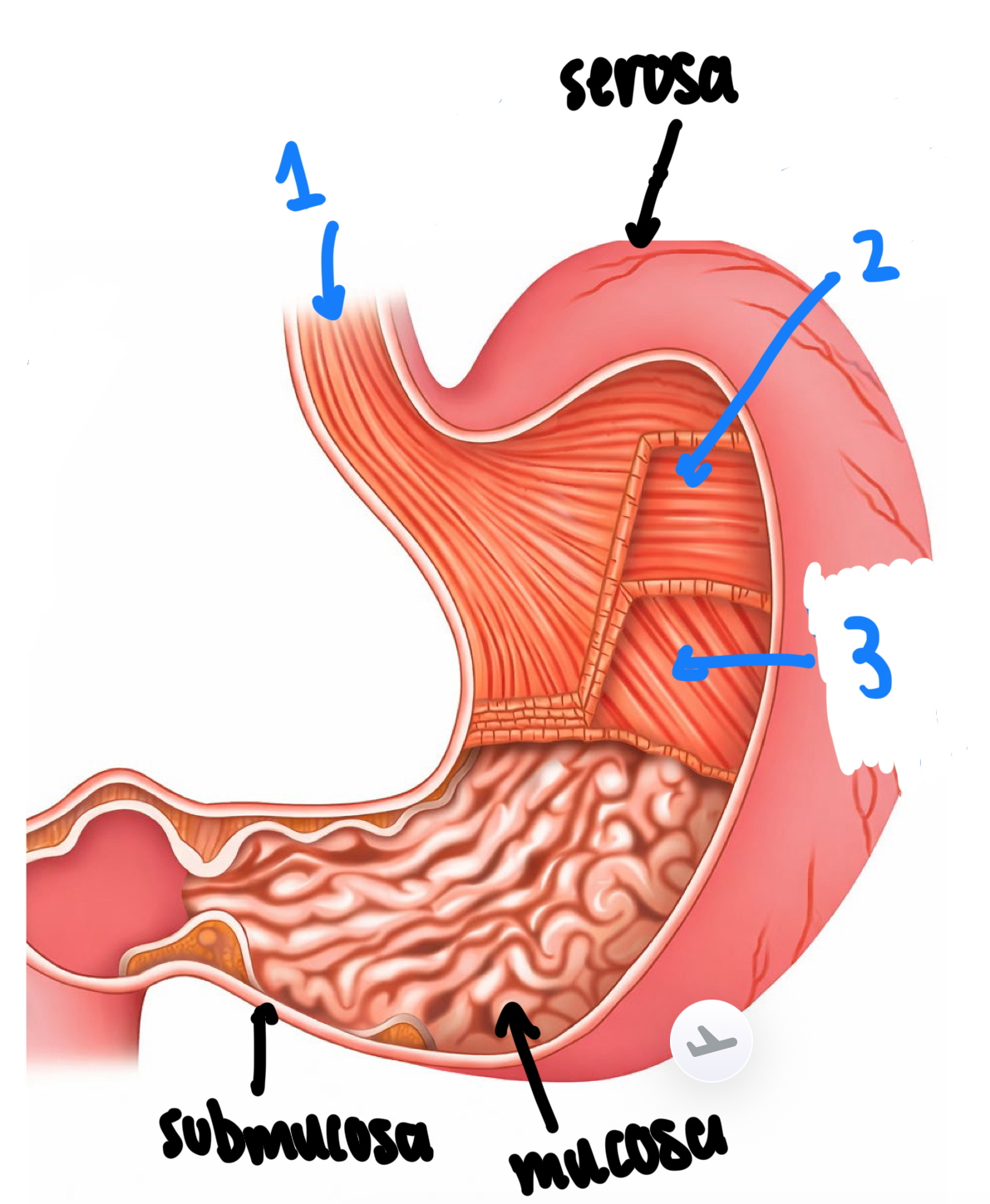 <p>Name these layers of the muscularis externa </p>
