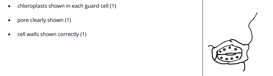 <p>If question says:</p><ul><li><p>“draw the cells”</p></li><li><p>“draw what is seen”</p></li><li><p>“biological drawing”</p></li></ul><p><span data-name="check_mark_button" data-type="emoji">✅</span> detailed cells<br><br>low power plan”</p><p><span data-name="check_mark_button" data-type="emoji">✅</span> simplified outlines only</p>