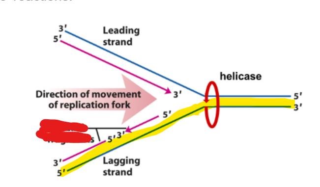 <p>DNa synthesis occuring discontinously via the lagging strand is in what type of fragments as a series of 5’→3’ reactions</p>