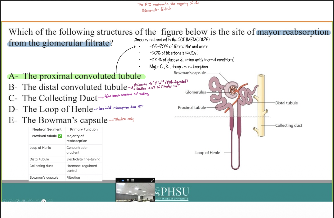 <p>A- The proximal convoluted tubule</p>