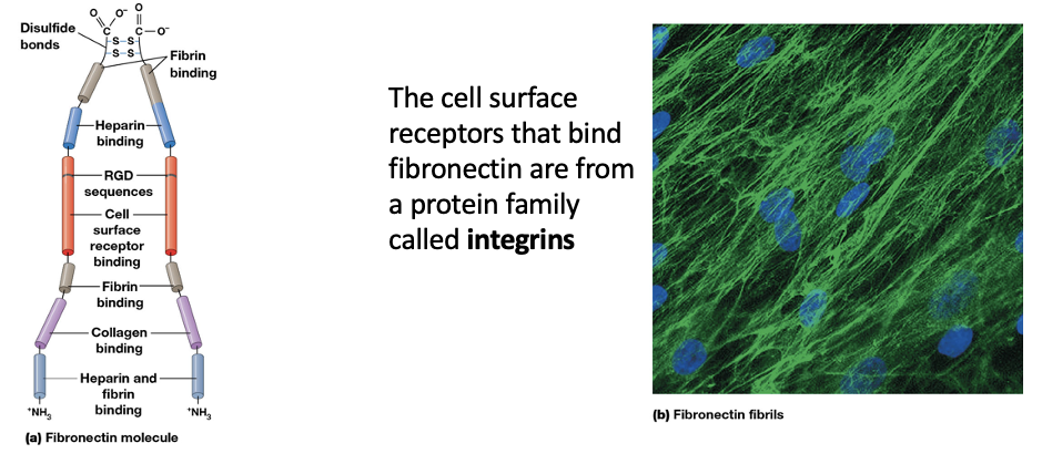 <ul><li><p>A fibronectin molecule has <strong>2 large subunits linked near the C-terminals by two disulfide bonds</strong></p></li><li><p>each fibronectin subunit is <strong>folded into a series of rodlike domains</strong></p></li><li><p>several domains bind one or more ECM macromolecules, including several types of collagen</p></li><li><p>other domains recognize and bind cells surface receptors via the RGD (arg-gly-asp) sequence</p></li></ul><p></p>