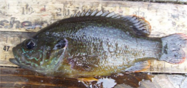 <p>What fish is this</p>