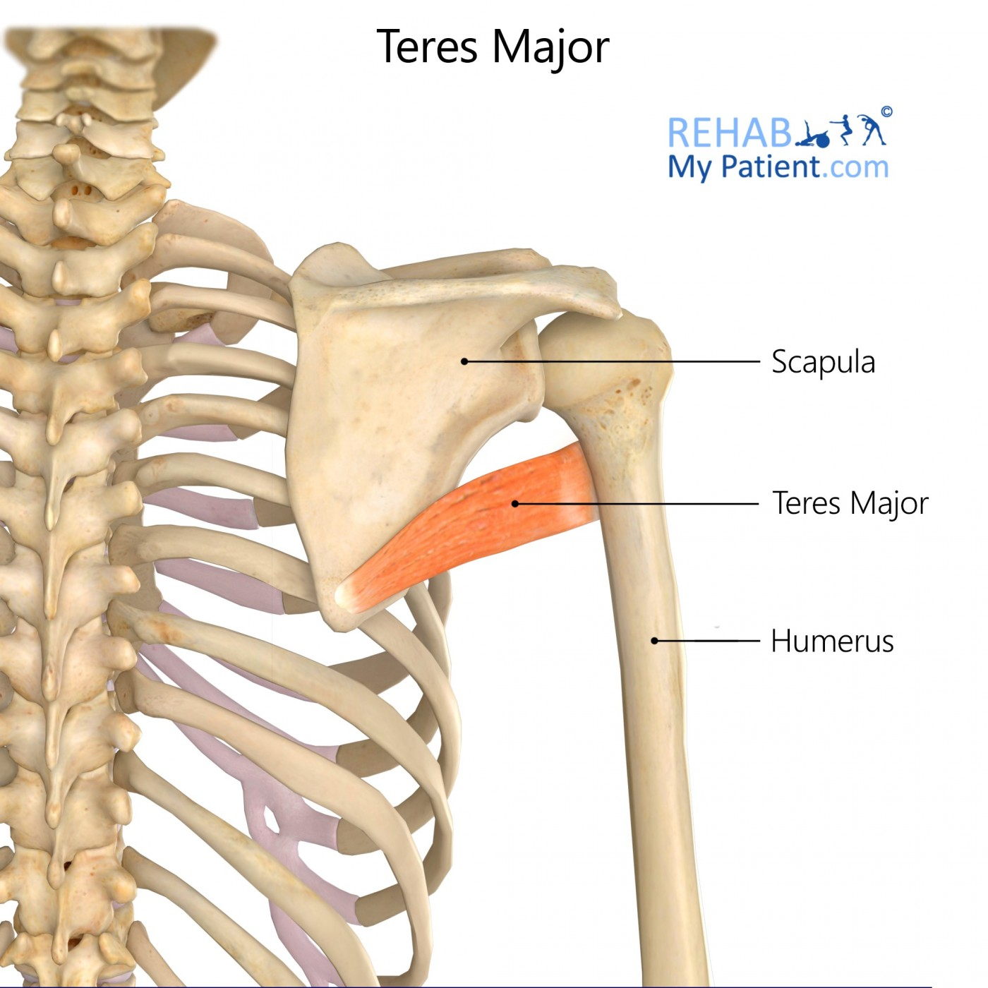 <p>Teres Major (“little lat”)</p>
