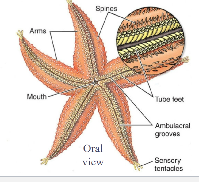 <p>tube feet (podia) and</p><p>moveable spines</p>
