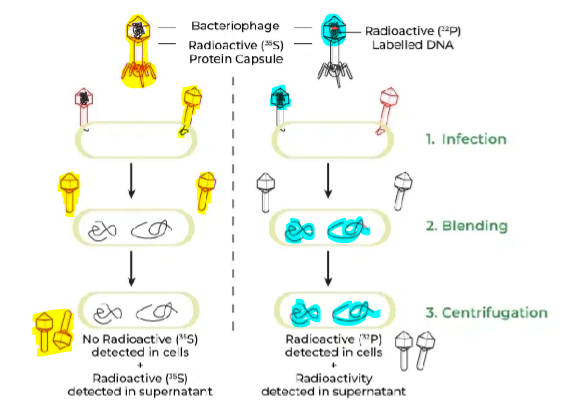 <ul><li><p>If DNA is the genetic material → it should enter the bacteria</p></li><li><p>If protein is the genetic material → protein should enter the bacteria</p></li></ul><p></p>