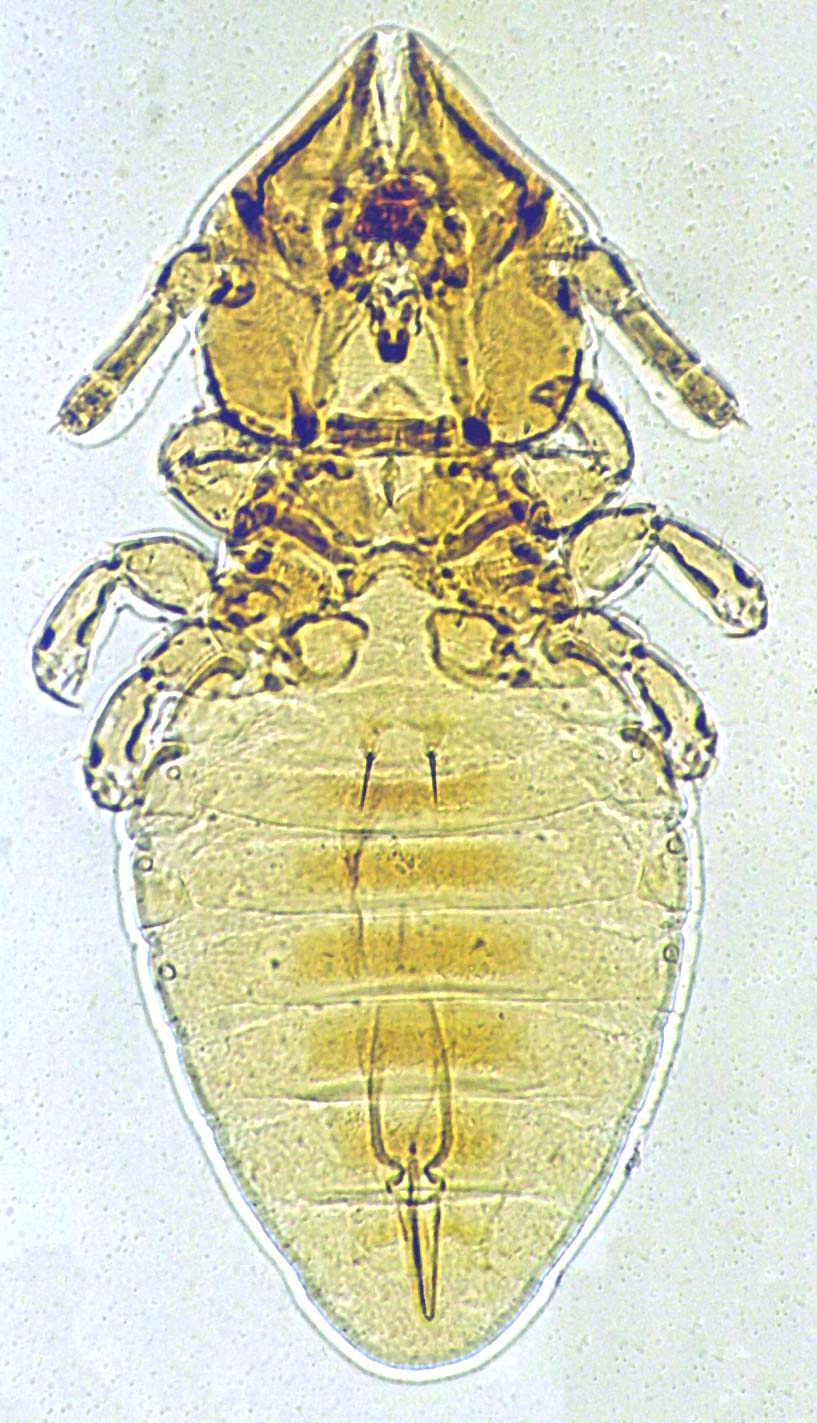 <p>name, host, and chewing or sucking?</p>