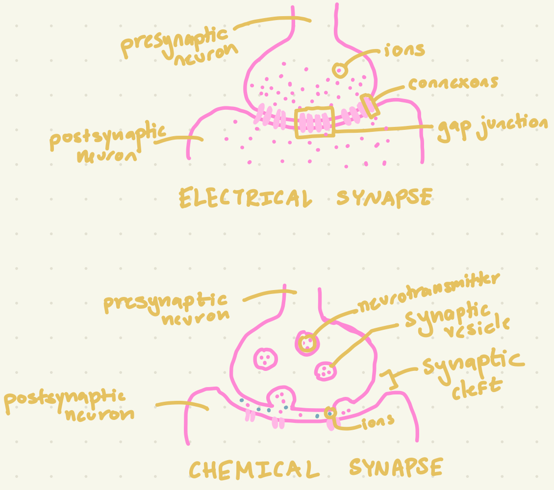 <p>The junction between the axon tip of the sending neuron and the dendrite tip of the receiving neuron.</p>