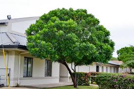 <p>Non-native but widely cultivated in the Philippines; conservation status: not endangered. Most easily identified by its finely divided, fern-like pinnate leaves with a soft, lacy appearance and its naturally dense, rounded crown that gives a neat, formal ornamental look even without pruning.</p><p>A small to medium evergreen tree typically growing 6–15 meters tall with a compact, rounded crown about 4–10 meters wide. Trunk is 0.3–0.8 meters in diameter with gray to dark gray bark that becomes slightly rough and fissured with age. It develops a moderately deep root system with lateral spread. Branching begins above human height, forming a dense, symmetrical canopy. Leaves are compound and once-pinnate, with many narrow, serrated leaflets arranged along a central rachis, giving a fern-like texture; leaflets are small (1–5 cm long), glossy green, with pinnate venation. Flowers are small, greenish-white and inconspicuous, borne in clusters. Fruits are small, round drupes that turn reddish to black when mature and are dispersed by birds.</p><p>Widely used as a formal ornamental, street tree, and hedge plant due to its compact growth and refined foliage texture. No significant toxicity reported. In landscape applications, it is best suited for urban streetscapes, gardens, and institutional plantings where a neat, controlled canopy is desired; it requires minimal pruning compared to other ornamentals, making it an excellent low-maintenance structural foliage tree for formal landscape designs.</p>