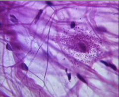 <p>Identify the type of connective tissue</p>