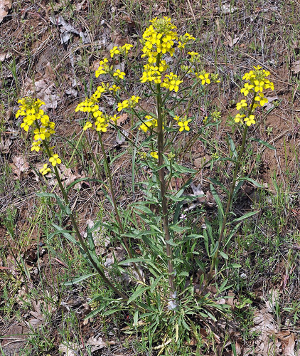 <p>Erysimum capitatum</p>