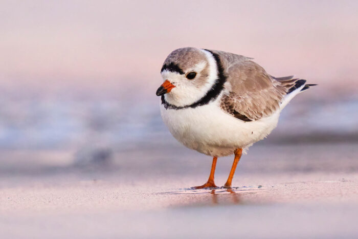 <p>What bird is this?</p>