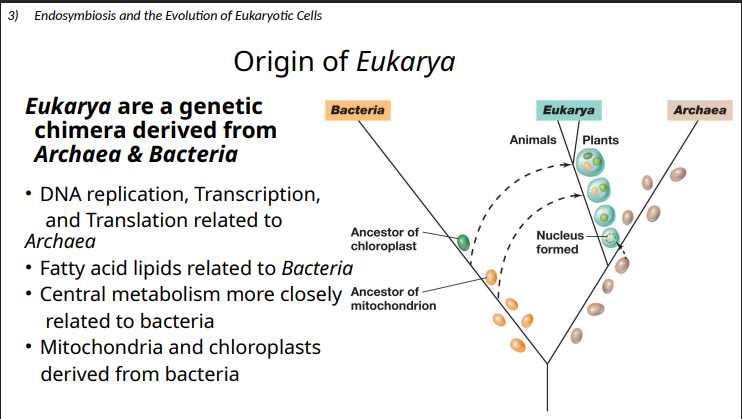 <p>mitochondria &amp; cholorplasts </p>