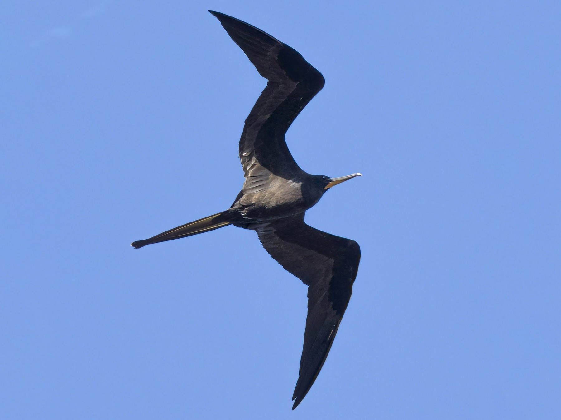 <p>Order Suliformes Family Fregatidae</p>