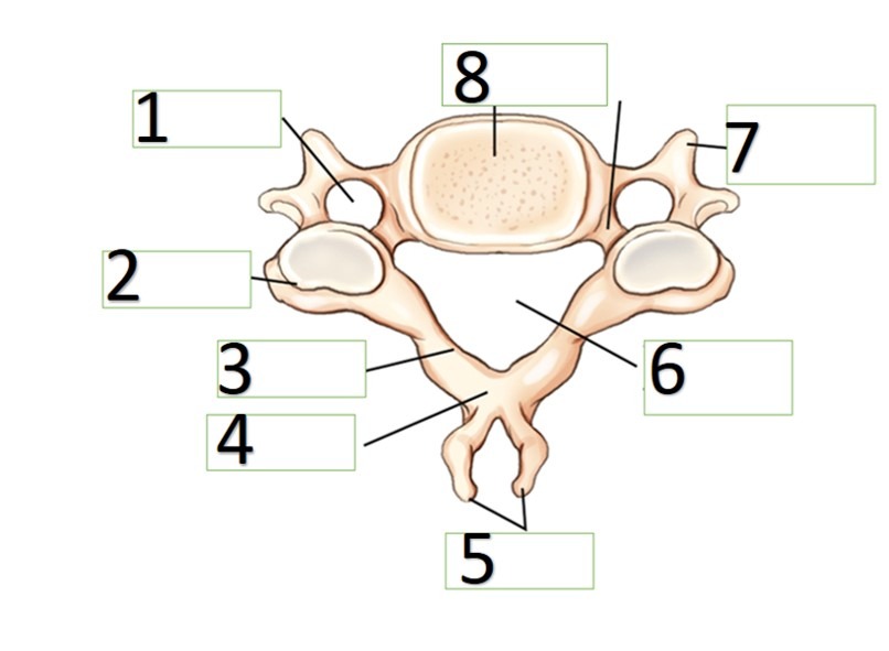 <p>Bony Landmarks of Cervical Vertebrae (3,4,5 = one landmark, 7=N/A)</p>