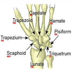 <p>To provide a rigid base of articulation with MC bones</p>