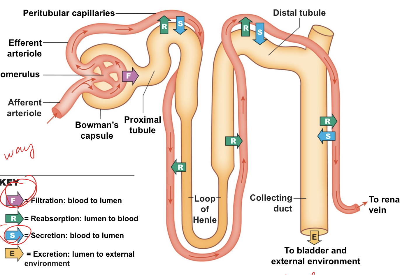 <ul><li><p>lumen to external environment</p></li><li><p>excretion leaves the body as urine</p></li></ul><p></p>