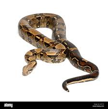 <p>common boa, northern boa</p>
