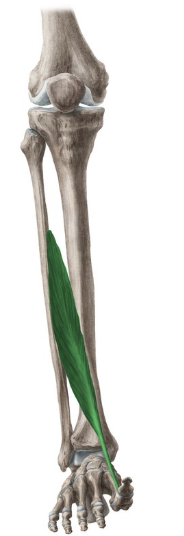 <p>-o: Anterior fibula midshaft, interosseous membrane</p><p>-i: Distal phalanx of hallux (dorsal)</p><p>-act: Dorsiflexion, extension 1 DIP</p><p>-in: Deep fibular n</p><p>-blood:</p><p>-type: unipennate</p>