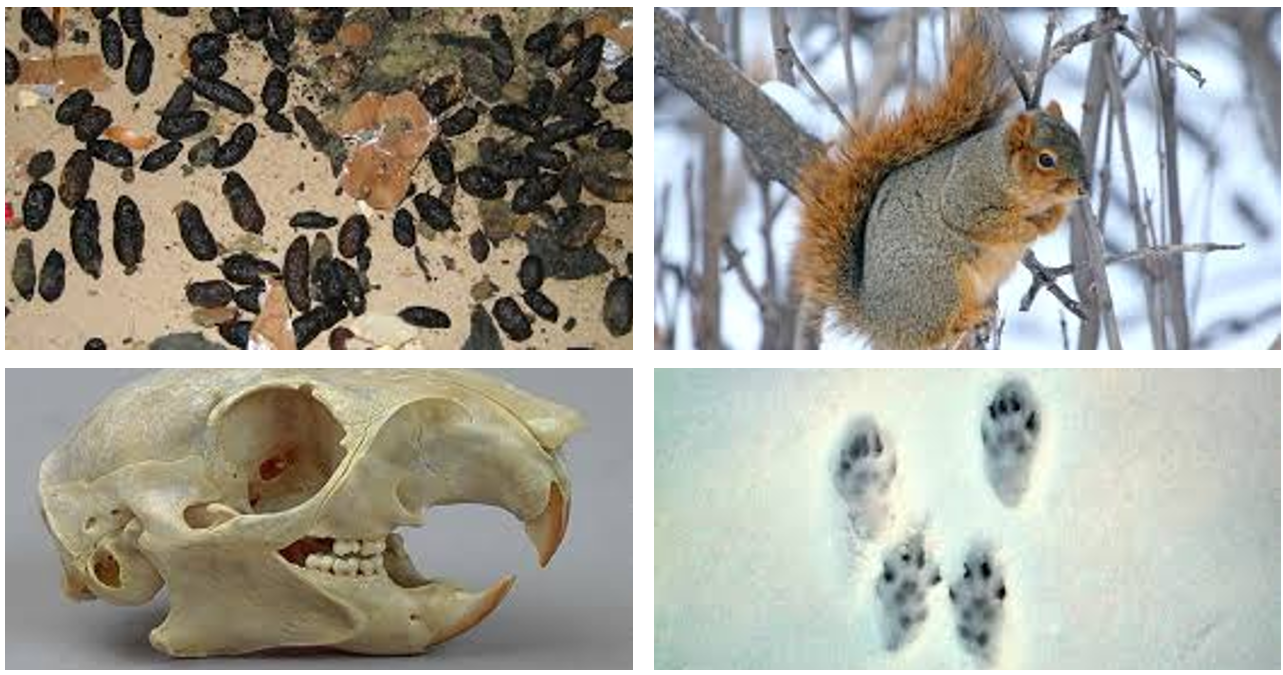 <p><span>four toes on the front feet, five toes on the larger hind feet, dark brown to blackish, barrel-shaped or oval pellets</span></p>