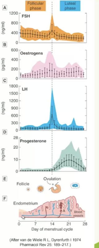 <p>The follicle develops a secretory capacity to release <strong>estrogen</strong>, which directly results in <strong>endometrial proliferation</strong> (thickening of the uterine lining).</p>