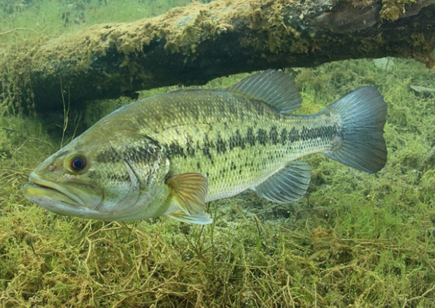 <p>What type of lure do the largemouth bass like?</p>