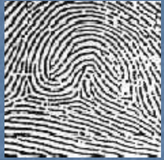 <p>Usually at least 2 deltas and some other fingerprint pattern</p>