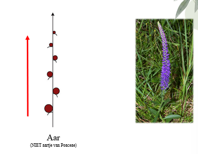 <p>Racemeuze bloeiwijze: De bloemen zitten direct op de hoofdas, de bloemsteeltjes zijn afwezig of zeer kort. Eventuele schutblaadjes aanwezig.</p>