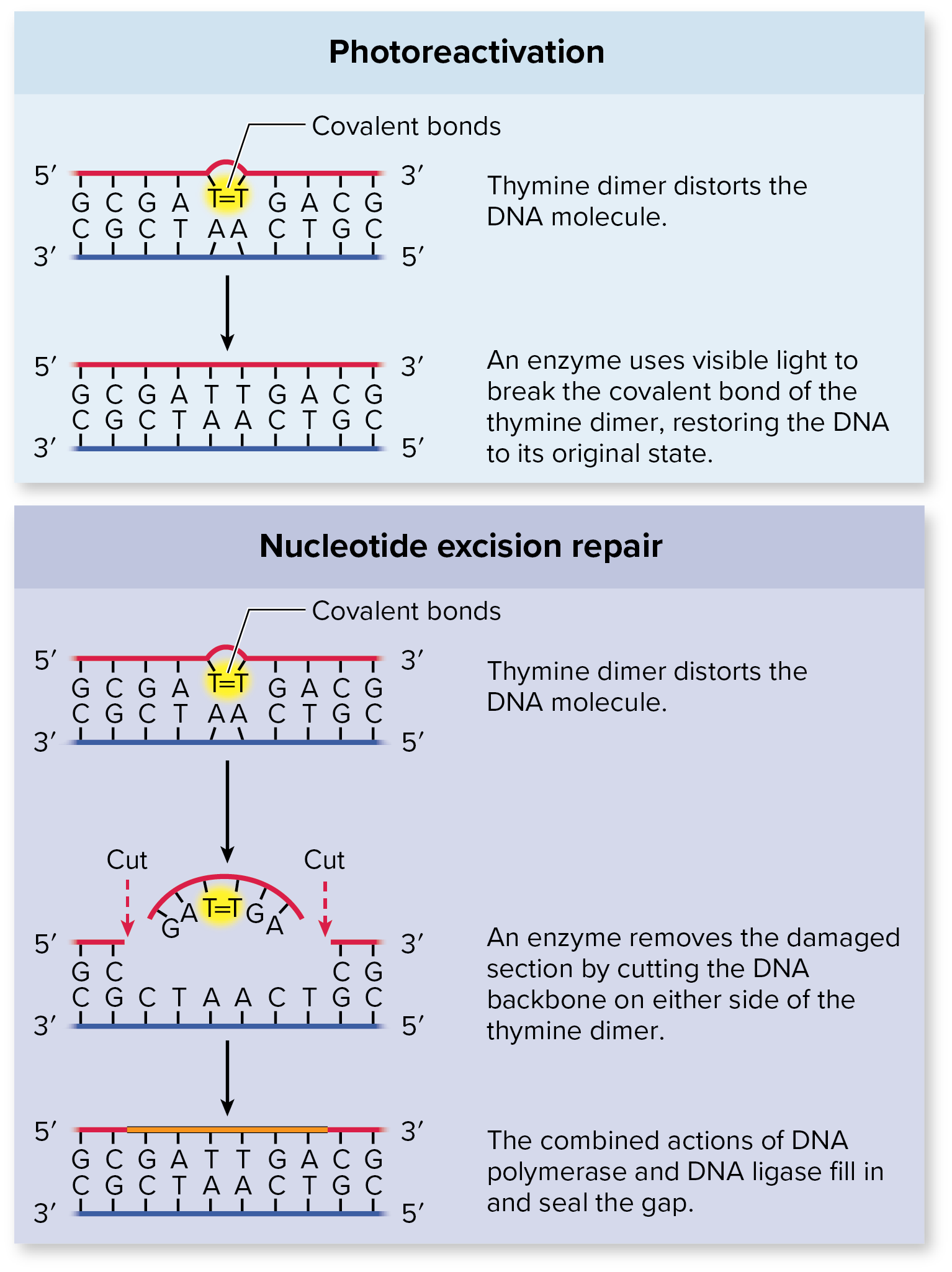 <p><mark data-color="blue" style="background-color: blue; color: inherit;">Repairing of UV light damage</mark></p><p>Dark repair</p><ul><li><p>enzyme recognizes thymine dimer protrusion from DNA</p></li><li><p><mark data-color="yellow" style="background-color: yellow; color: inherit;">enzymes remove affected area</mark></p></li><li><p><mark data-color="yellow" style="background-color: yellow; color: inherit;">DNA polymerase and DNA ligase fill in and repair gap</mark></p></li></ul><p></p>