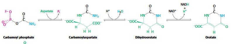 <p>carbomoyl phosphate → carbomoylasparatate → dihydroorotate → orotate</p>