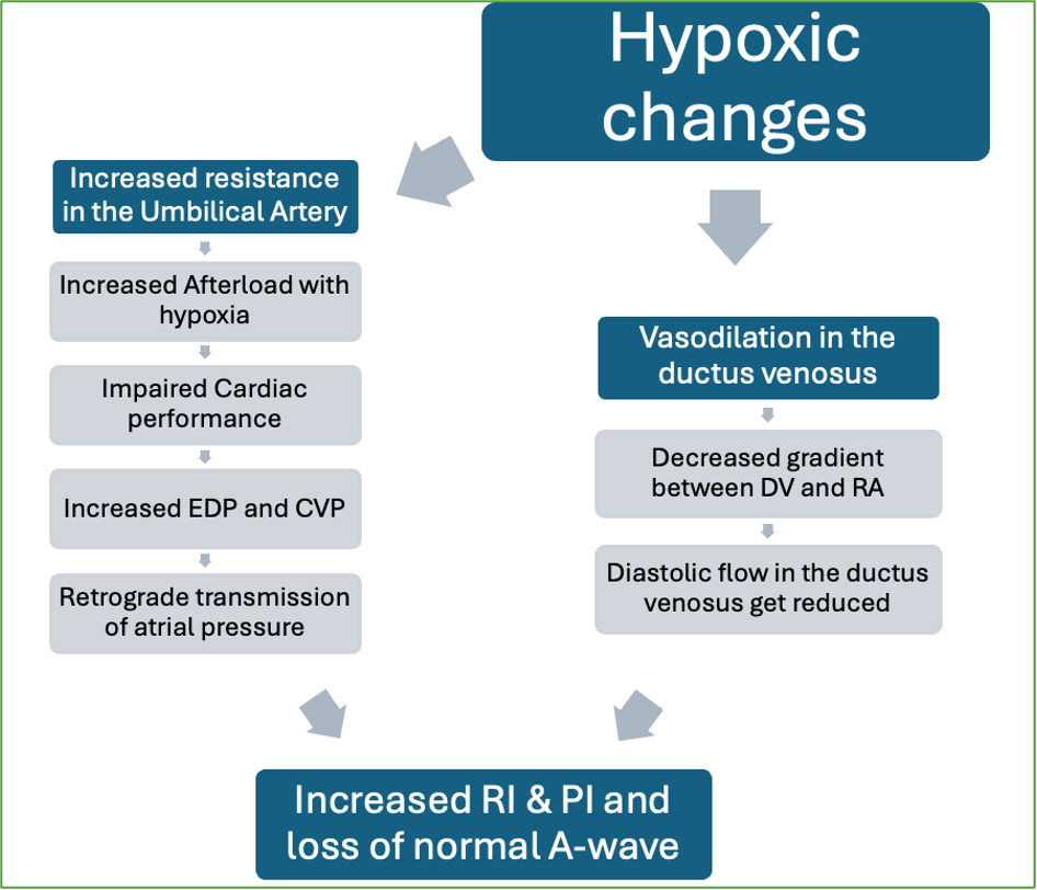 <p>fetal hypoxia and asphyxia</p>