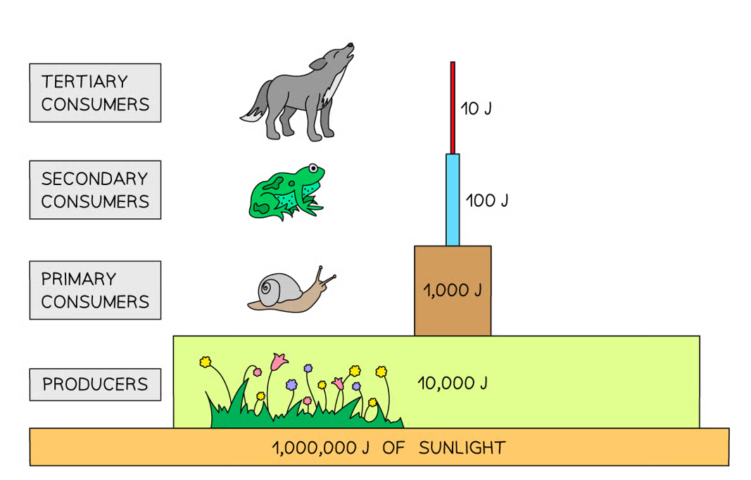 <p>Represent the<strong> flow of energy</strong> into <strong>each trophic level</strong>, so describe a period of time (usually a year):</p><ul><li><p>always pyramidal & very shallow (transfer of energy from one trophic level to the next is very inefficient)</p></li><li><p>typically, less than 10% of the energy in each level is passed onto the next level</p></li></ul><p></p>