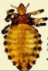 <p>what is it (scientific name - cattle)</p>