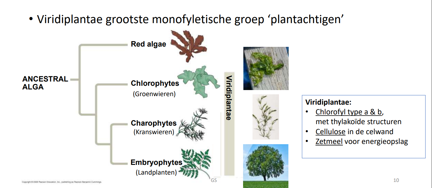 <p>viridiplantae betekent echte planten</p>