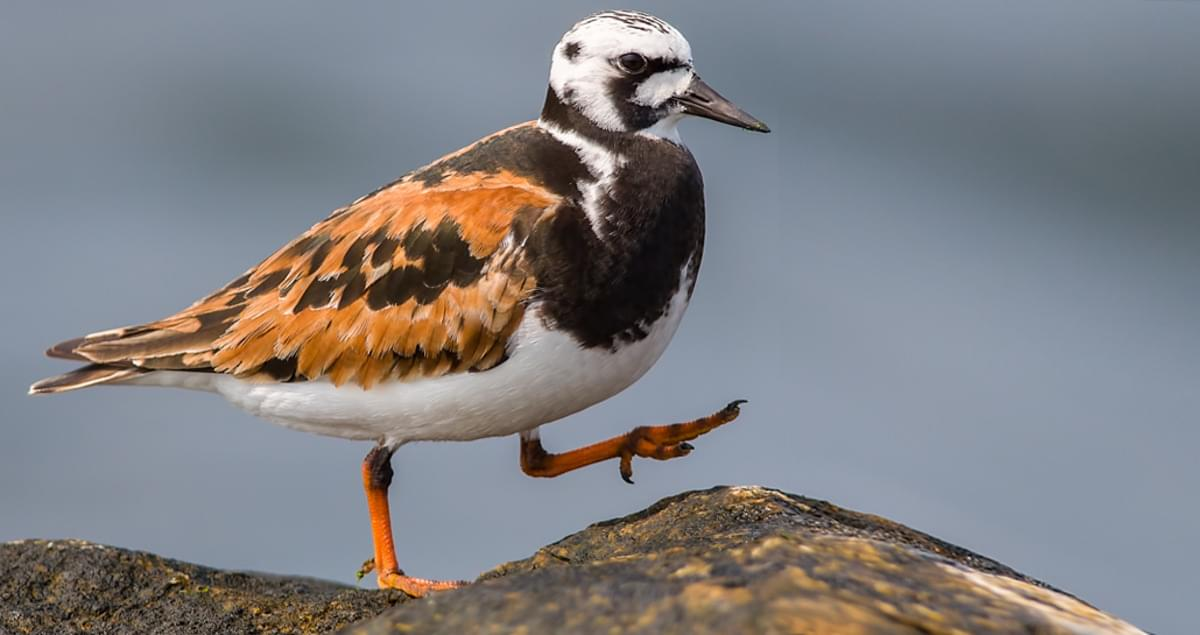 <p>Common:</p><p>Order:</p><p>Family:</p>