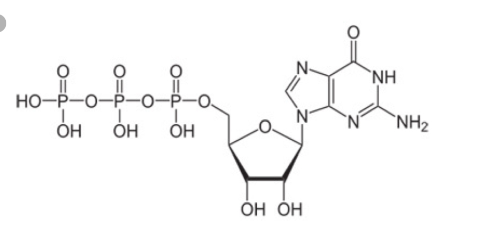 <ol><li><p><mark data-color="yellow" style="background-color: yellow; color: inherit;">initiation factors</mark>: required for <strong>assembly of mRNA</strong>, the <strong>first tRNA</strong> and <strong>ribosomal</strong> <strong>subunits </strong></p></li><li><p><mark data-color="blue" style="background-color: blue; color: inherit;">elongation factors</mark>: required for <strong>synthesis</strong> of <strong>polypeptide chains</strong> </p></li><li><p><mark data-color="red" style="background-color: red; color: inherit;">release factors</mark>: required for <strong>recognition</strong> of the <strong>stop codon</strong> and <strong>disassembly</strong> of the translation machinery </p></li></ol><ul><li><p>several translation factors use <strong>GTP</strong> (guanosine triphosphate) as an <strong>energy source</strong> to carry out their functions </p></li></ul><p></p>