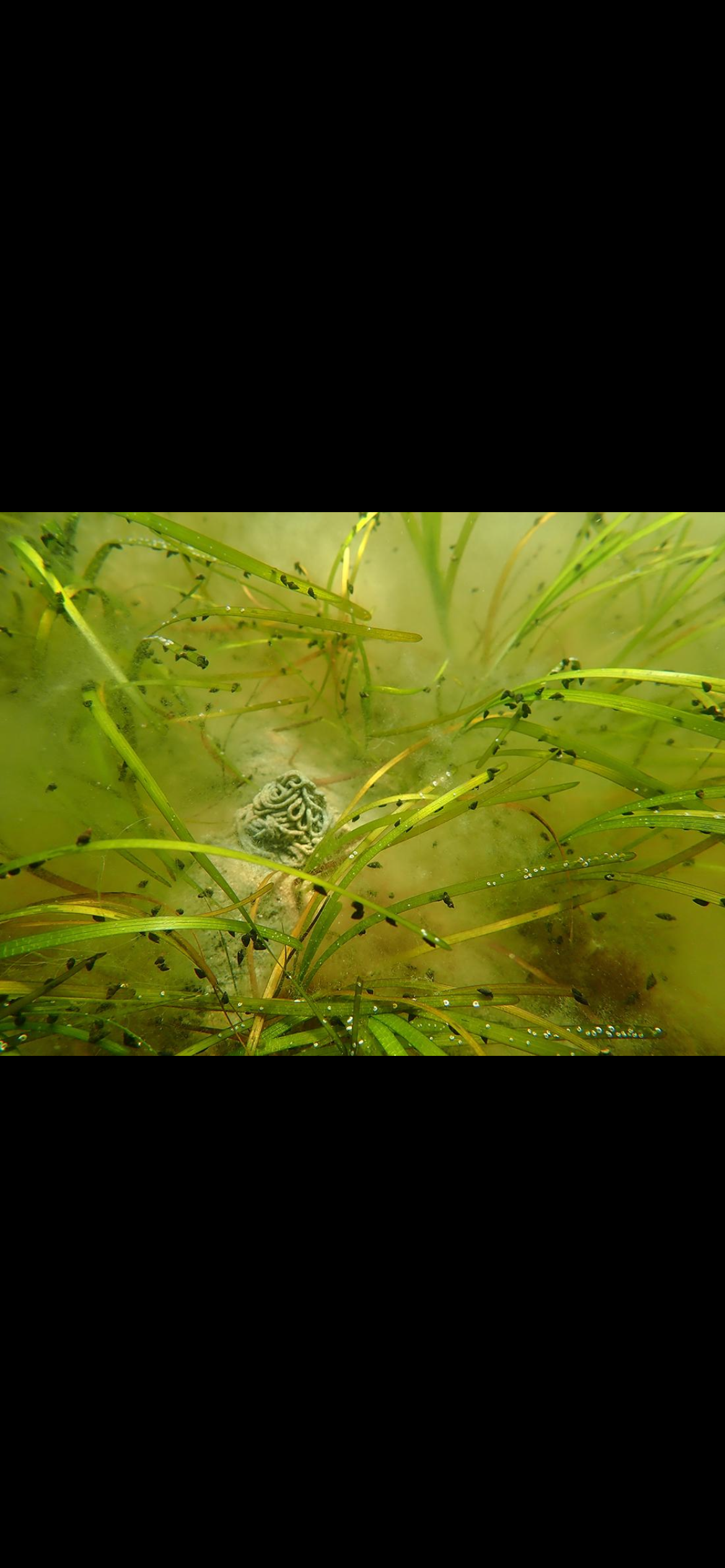 <p><span>Eelgrass ā <em>Zostera marina</em></span></p><p></p><p>LOOK FOR:</p><p>* Long, flat, ribbon-like green blades</p><p>* Grows completely underwater</p><p>* Blades emerge from the bottom in dense tufts</p><p>* Forms underwater meadows</p><p>* Can look a little like long green ribbons waving in the current</p><p>HABITAT:</p><p>Shallow, clear coastal bays and estuaries where enough sunlight reaches the bottom.</p><p>REMEMBER:</p><p>EELGRASS = underwater ribbons + meadow.</p><p><span data-name="ocean" data-type="emoji">š</span> NJ CONNECTION</p><p>Eelgrass is an important submerged aquatic plant in NJās coastal waters. Its meadows provide nursery and shelter habitat for fish, crabs, shrimp and other organisms.</p><p>And THIS is where your deck suddenly connects directly to your future diving goals:</p><p>You get underwater and see:</p><p><span data-name="herb" data-type="emoji">šæ</span> ribbon-like plants</p><p><span data-name="shrimp" data-type="emoji">š¦</span> shrimp</p><p><span data-name="crab" data-type="emoji">š¦</span> crabs</p><p><span data-name="fish" data-type="emoji">š</span> juvenile fish</p><p>Youāre not just looking at āunderwater grass.ā Youāre looking at an eelgrass habitat.</p><p>LOOK-ALIKE:</p><p>Donāt confuse it with seaweed/algae. Eelgrass is a true flowering plant with organized ribbon-like leaves and roots/rhizomes anchoring it in the sediment.</p><p>WHY YOU CARE:</p><p>Eelgrass meadows are important habitat, and learning to recognize them gives you a habitat clue before youāve even identified the animals living there.</p><p><span data-name="brain" data-type="emoji">š§ </span> One-second ID</p><p>Underwater + long flat green ribbons + meadow = EELGRASS.</p>